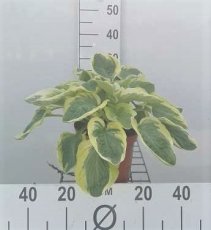 Hosta 'Carnival' 50 C3 Hosta 'Carnival' | Hartlelie 50 C3