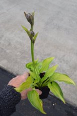 Hosta ‘Fortunei Albopicta’ | Hartlelie 60 P9