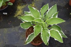 Hosta ‘Francee’ 60 C3 Hosta ‘Francee’ | Hartlelie 60 C3