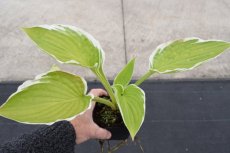 Hosta ‘Francee’ | Hartlelie 60 P9