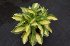 Hosta 'Gipsy Rose' | Hartlelie 45 C3