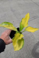 Hosta ‘Gold Standard’ | Hartlelie 60 P9