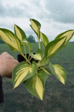 Hosta ‘Golden Tiara’ | Hartlelie 60 P9