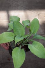 Hosta ‘June’® | Hartlelie 35 P9