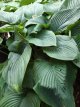 Hosta 'Jurassic Park'® 150 P9 Hosta 'Jurassic Park'® | Hartlelie 150 P9