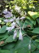 Hosta 'Jurassic Park'® 150 P9 Hosta 'Jurassic Park'® | Hartlelie 150 P9