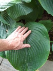 Hosta 'Jurassic Park'® | Hartlelie 150 P9