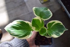 Hosta 'Minuteman' | Hartlelie 50 P9