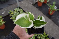 Hosta ‘Patriot’ | Hartlelie 60 P9