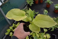 Hosta plantaginea grandiflora | Hartlelie 80 P9