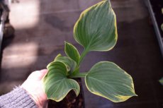 Hosta 'Sagae' | Hartlelie 80 P9