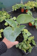 Hosta sieboldiana ‘Elegans’  | Hartlelie 80 P9