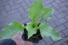 Hosta sieboldiana | Hartlelie 60 P9