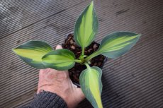 Hosta 'Touch of Class' | Hartlelie 40 P9