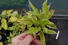 Hosta ‘Undulata Albomarginata’ | Hartlelie 90 P9