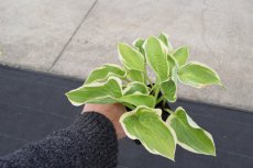 Hosta ‘Undulata Mediovariegata’ | Hartlelie 70 P9