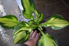 Hosta 'Whirlwind' | Hartlelie 45 P9