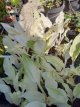 Hosta 'White Feather' 2=3 stuks Hosta 'White Feather' - PROMO 2+1 gratis | Hartlelie 30 C2