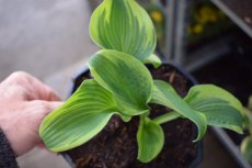 Hosta ‘Wide Brim’ | Hartlelie 50 P9