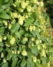 Humulus lupulus 'Prima Donna'(=First Gold) - Hoppe 175-200 C20