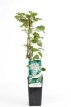 Hydrangea anomala 'Petiolaris' 30-40 C Hydrangea anomala 'Petiolaris' | Klimhortensia 30-40 C