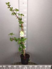 Hydrangea anomala 'Petiolaris' 60-80 C Hydrangea anomala 'Petiolaris' | Klimhortensia  60-80 C