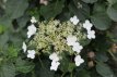 Hydrangea anomala 'Petiolaris'  60/80 C8 Hydrangea anomala 'Petiolaris' | Klimhortensia 60-80 C8