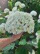 Hydrangea arb. ‘Annabelle’ 12 st. 50/60 C4 Hydrangea arborescens ‘Annabelle’ - 12 stuks - Hortensia  50-60  C4