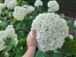 Hydrangea arb. ‘Annabelle’ 12 st. 50/60 C4 Hydrangea arborescens ‘Annabelle’ - 12 stuks - Hortensia  50-60  C4