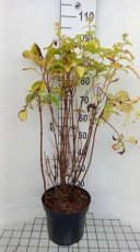 Hydrangea arb.'Candybelle Marshmallow'® - wit,roze - Hortensia 50-60 C8