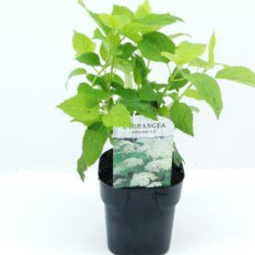 Hydrangea arborescens ‘Annabelle’ - PROMO 12 stuks - Hortensia  20-30 C1.5