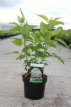 Hydrangea arborescens ‘Annabelle’ 50/60 C5 Hydrangea arborescens ‘Annabelle’  - Hortensia 50-60 C5