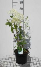 Hydrangea arborescens ‘Annabelle’ 50/60 C5 Hydrangea arborescens ‘Annabelle’ - witte bol - Hortensia  50-60  C5