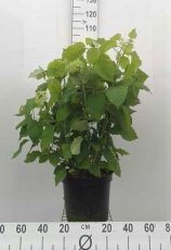 Hydrangea arborescens ‘Annabelle’ 60/80 C10 Hydrangea arborescens ‘Annabelle’ - witte bol - Hortensia  60-80  C10