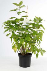 Hydrangea arborescens ‘Annabelle’ 60/80 C20 Hydrangea arborescens ‘Annabelle’ - witte bol - Hortensia  60-80  C20