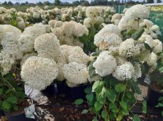 Hydrangea arborescens 'Strong Annabelle' (Incrediball’®) - Hortensia 30-40  C3