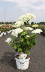 Hydrangea arborescens Incrediball ® 50/60 C8 Hydrangea arborescens 'Strong Annabelle' (Incrediball’®)  ‘Incrediball’® - Hortensia 50-60 C8