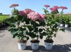 Hydrangea arborescens 'Pink Annabelle' - 12 st. Hydrangea arborescens 'Pink Annabelle'® (Invincibelle®) - 12 st. Hortensia 30-40  C3