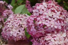 Hydrangea arborescens 'Pink Annabelle'® (Invincibelle®) - Hortensia 30-40  C3