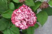 Hydrangea arborescens 'Ruby Annabelle'® 30/40 C3