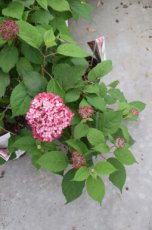 Hydrangea arborescens 'Ruby Annabelle'® 30/40 C3