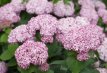 Hydrangea arborescens 'Sweet Annabelle'® - 6 st. Hydrangea arborescens 'Sweet Annabelle'® - 6 st. - Hortensia 30-40 C3