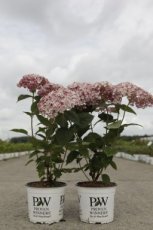 Hydrangea arborescens 'Sweet Annabelle'® - 6 st. Hydrangea arborescens 'Sweet Annabelle'® - 6 st. - Hortensia 30-40 C3