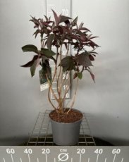 Hydrangea aspera ‘Hot Chocolate’® 40/50 C5 Hydrangea aspera ‘Hot Chocolate’® - roze, lila - Fluweelhortensia 40-50 C5