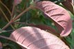 Hydrangea aspera ‘Hot Chocolate’® 25/30 C Hydrangea aspera ‘Hot Chocolate’® - Fluweelhortensia 25-30 C