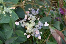 Hydrangea aspera ‘Hot Chocolate’® 25/30 C Hydrangea aspera ‘Hot Chocolate’® - Fluweelhortensia 25-30 C