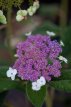 Hydrangea aspera ‘Macrophylla’ 80/100 C12 Hydrangea aspera ‘Macrophylla’ - roze, lila - Hortensia 80-100  C12