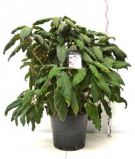 Hydrangea aspera ‘Macrophylla’ 80/100 C12 Hydrangea aspera ‘Macrophylla’ - roze, lila - Hortensia 80-100  C12