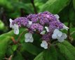 Hydrangea  aspera sargentiana 25/30 C Hydrangea aspera sargentiana - Fluweelhortensia 25-30 C