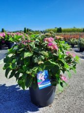 Hydrangea 'Endless Summer Twist-n-shout'® C15 Hydrangea macr. 'Endless Summer Twist-n-shout'® - Hortensia 30-40 C15